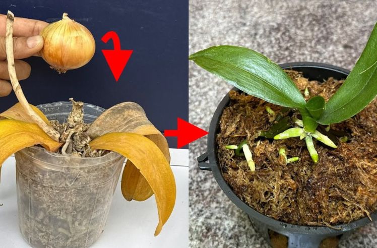 Com apenas uma cebola sua orquídea cresce