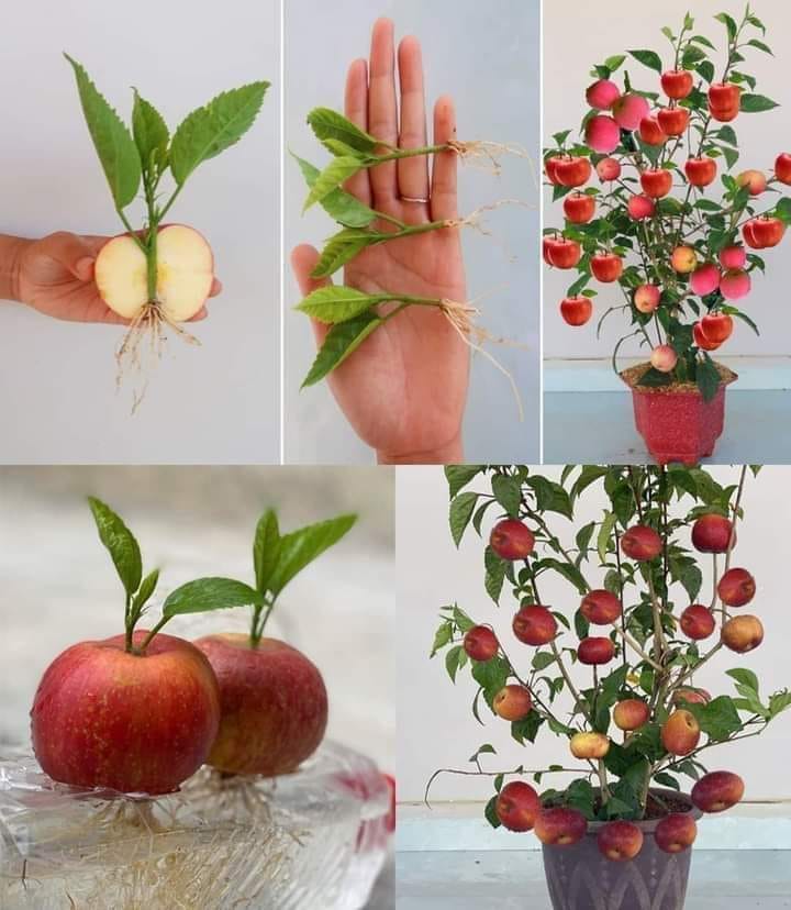 Como Cultivar uma Muda de Maçã sem Gastar Dinheiro (Em 10 Dias)