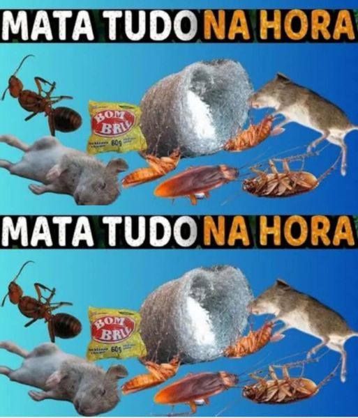 Como Acabar com Ratos, Baratas e Formigas Usando Bombril