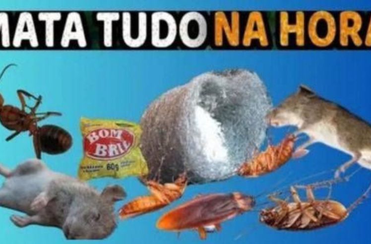 Como Acabar com Ratos, Baratas e Formigas Usando Bombril