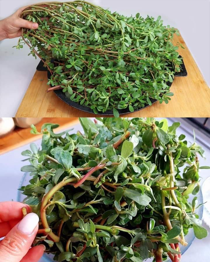 Benefícios Da Beldroega