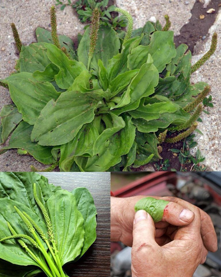 O Poder De Plantago Major