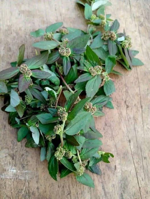 Descubra os Incríveis Benefícios da Hortelã e Transforme Sua Saúde com Receitas Deliciosas