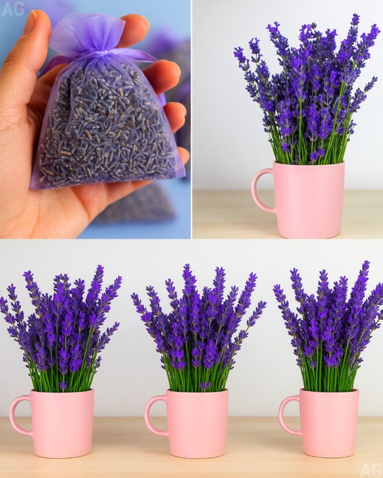 Aprenda a Cultivar Lavanda em uma Xícara: Um Guia Completo para um Oasis Aromático