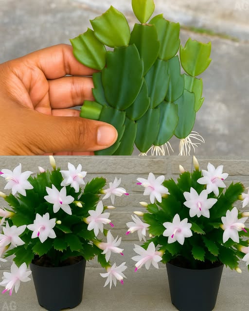 Seu Cacto Não Dá Flor? Descubra os Segredos para uma Florada Incrível!