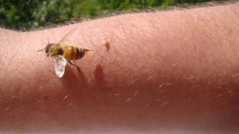 Abelha Perseguir Você? Desvende os Mistérios e Simbolismos!