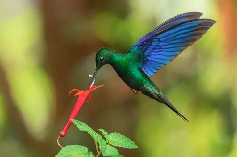 Isso é o que significa quando um beija-flor aparece na sua casa: Um Guia Completo