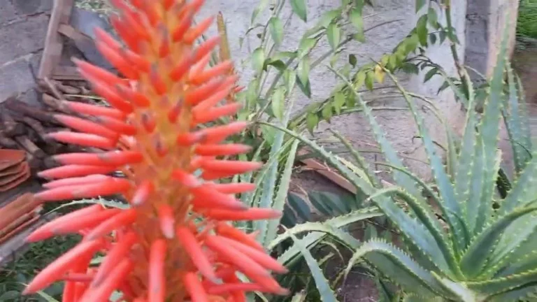 A Rara e Significativa Floração da Babosa: Um Guia Completo