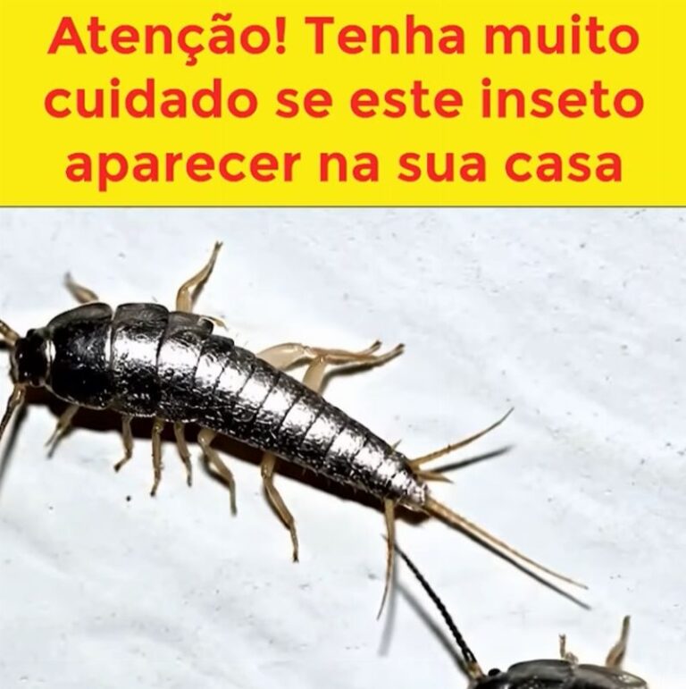 Atenção: Tenha Muito Cuidado Se Este Inseto Aparecer Em Sua Casa! Conheça o Peixinho-de-Prata