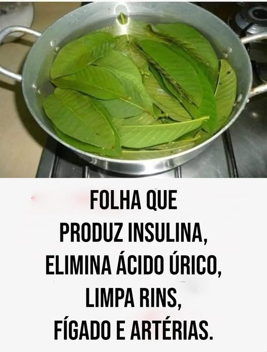 Descubra o Poder Oculto da Folha: Uma Receita Natural para Saúde e Bem-Estar