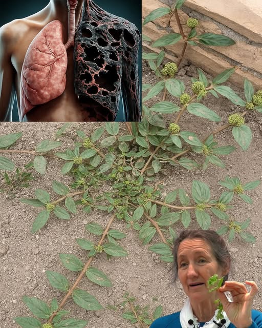 Descubra o Ouro Escondido na Erva-de-Santa-Maria: Euphorbia Hirta e seus Benefícios Inacreditáveis