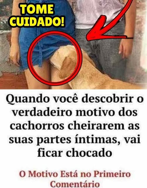 Entendendo o Fascinante Mundo Olfativo Canino: Por Que os Cachorros 