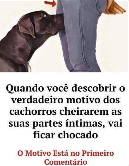 Por Que os Cachorros Cheiram as Partes Íntimas das Pessoas: Um Guia Detalhado