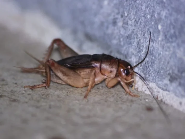 O Profundo Significado Espiritual do Canto dos Grilos: Uma Jornada de Descobertas