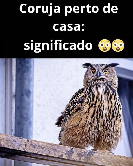 Quando uma Coruja Aparece Perto de Sua Casa: Desvendando o Significado Místico e Aprofundando o Autoconhecimento