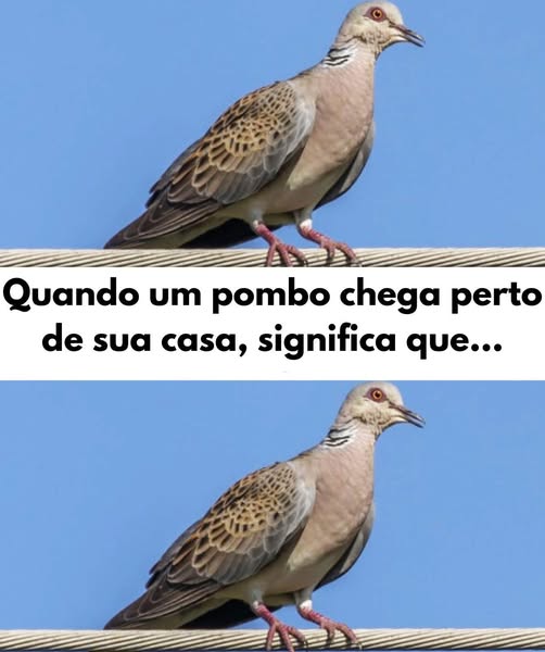 Quando Um Pombo Chega Perto de Sua Casa: Desvendando Mistérios e Significados