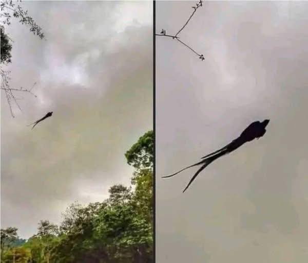 A Incrível História da Foto do Quetzal que Conquistou a Internet