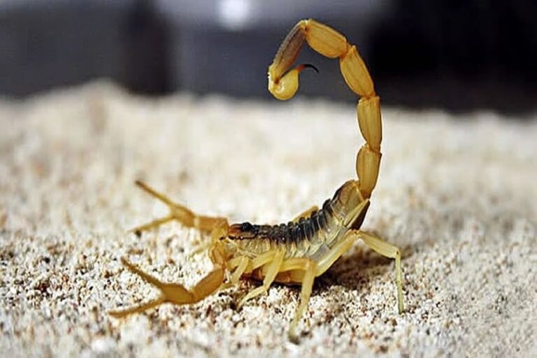Escorpiões em Casa: O Que Eles Podem Estar Tentando Lhe Dizer