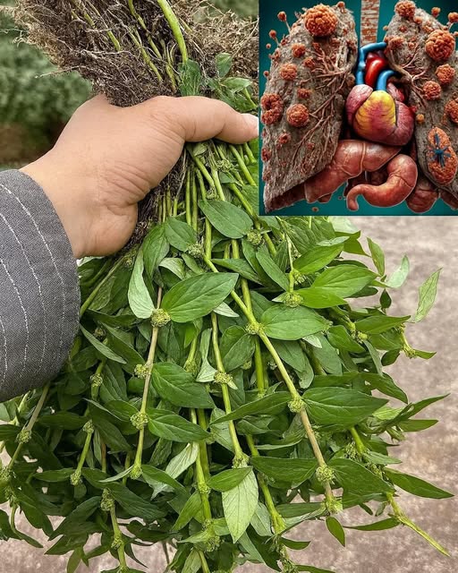 Você Sabia Que Apenas 1 Folha Desta Planta Vale Uma Mina de Ouro? Desvende os Segredos da Erva-de-Santa-Luzia!