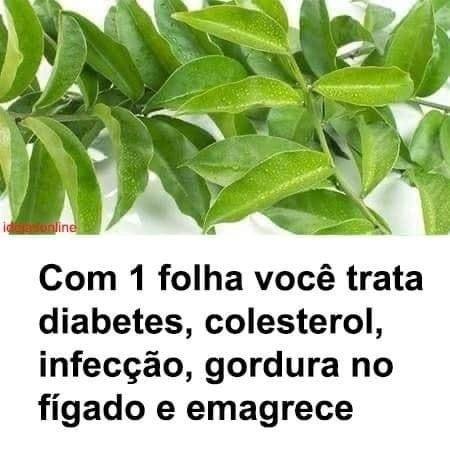 Com 1 Folha Você Começa a Melhorar a Diabetes, o Colesterol e a Gordura: O Poder da Ora-pro-nóbis