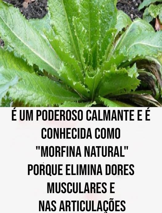 O Melhor Analgésico Natural que Funciona como Morfina que Você Pode Encontrar em Seu Quintal