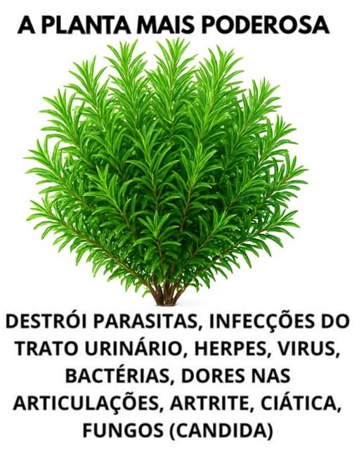 Descubra a Planta Mais Poderosa: Alecrim, Seu Aliado Contra Parasitas, Infecções e Doenças!