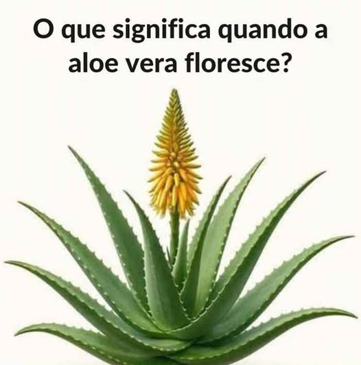 O Que Significa Quando a Babosa Floresce: Desvende os Segredos e Simbolismos!